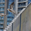 20x 50cm Bird Spike S304 wire Spikes Eaves Pigeon Gull Starling 10M